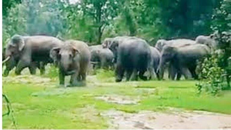 गढ़चिरौली में जंगली हाथी के हमले में महिला की मौत